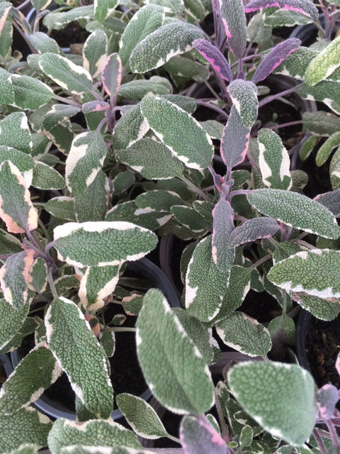 Sage: Tricolor (Salvia officinalis 'Tricolor') - The Culinary Herb Company