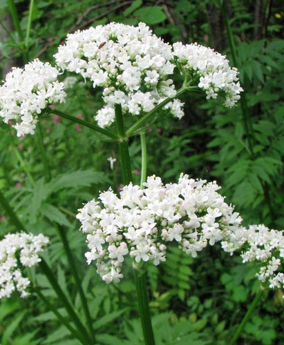 Valerian (Valeriana officinalis) - The Culinary Herb Company