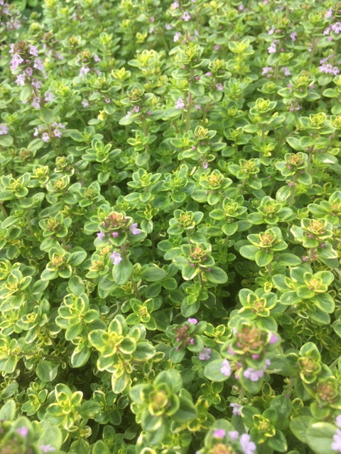 Thyme: Lemon Variegated (Thymus citriodorus 'Variegata')