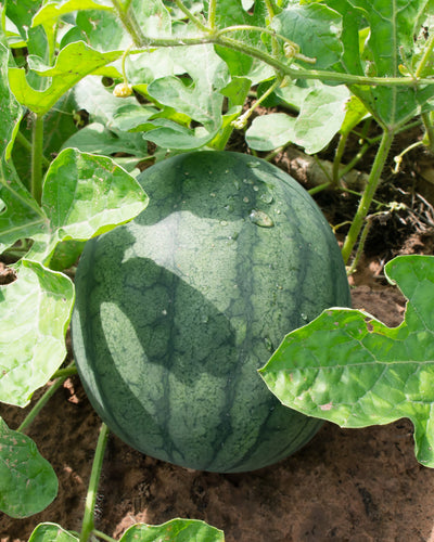 Melon (Sugarbaby) - Culinary Herb Co.