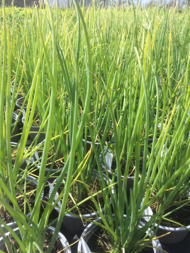 Welsh Onion (Allium fistulosum) - Culinary Herb Co.
