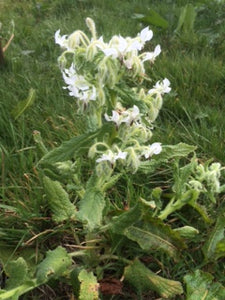 Borage: White (Borago officinalis 'Alba') - The Culinary Herb Company