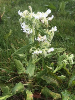 Borage: White (Borago officinalis 'Alba') - The Culinary Herb Company