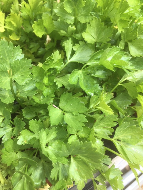 Wild Celery Leaf (Apium graveolens) - The Culinary Herb Company