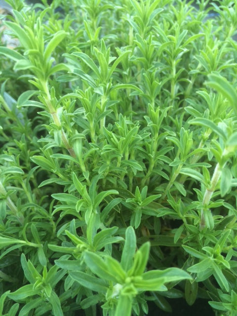 Savory: Winter (Satureja montana) - The Culinary Herb Company