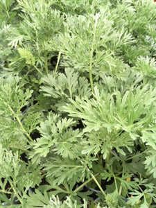 Wormwood (Artemisia absinthium) - The Culinary Herb Company