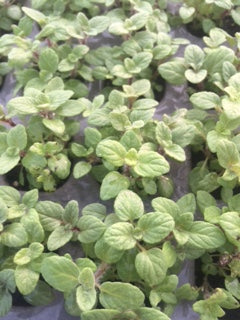 Oregano: Zattar (Origanum syriaca) - The Culinary Herb Company