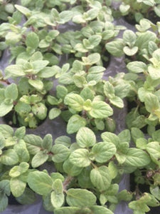 Oregano: Zattar (Origanum syriaca) - The Culinary Herb Company